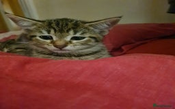 Domestic Shorthair cats for sale: 5 beautiful kittens for sale - Image 7
