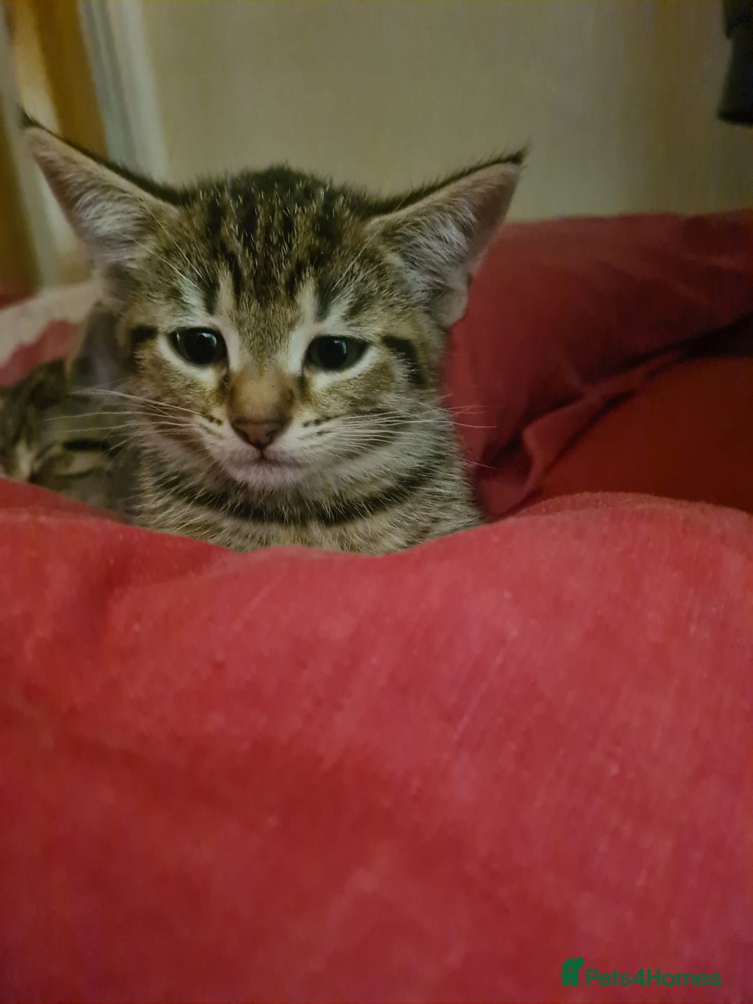 Domestic Shorthair cats for sale: 5 beautiful kittens for sale - Image 7