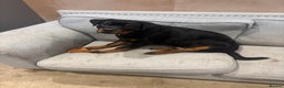 Rottweiler dogs for sale: Massive Rottweiler  - Advert 6