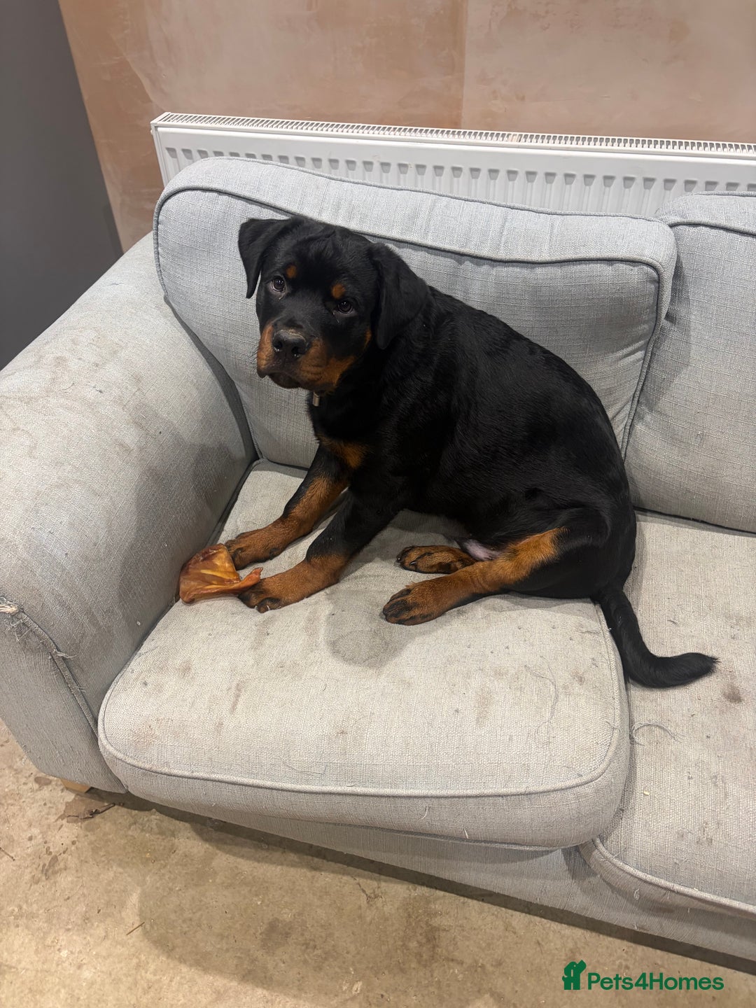 Rottweiler dogs for sale: Massive Rottweiler  - Advert 6