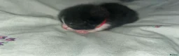 Domestic Shorthair cats for sale: Black and white and ginger kittens  in Leamington Spa - Advert 3