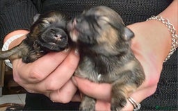Mixed Breed dogs for sale: Tiny  **  Yorkiepoms - Image 2