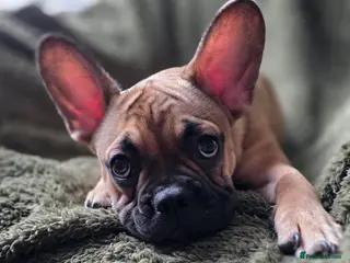 Mixed Breed dogs Frenchie x Chihuahua - Advert 5