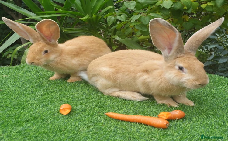 Continental Giant rabbits - Advert 1