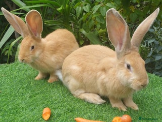 Continental Giant rabbits - Advert 12
