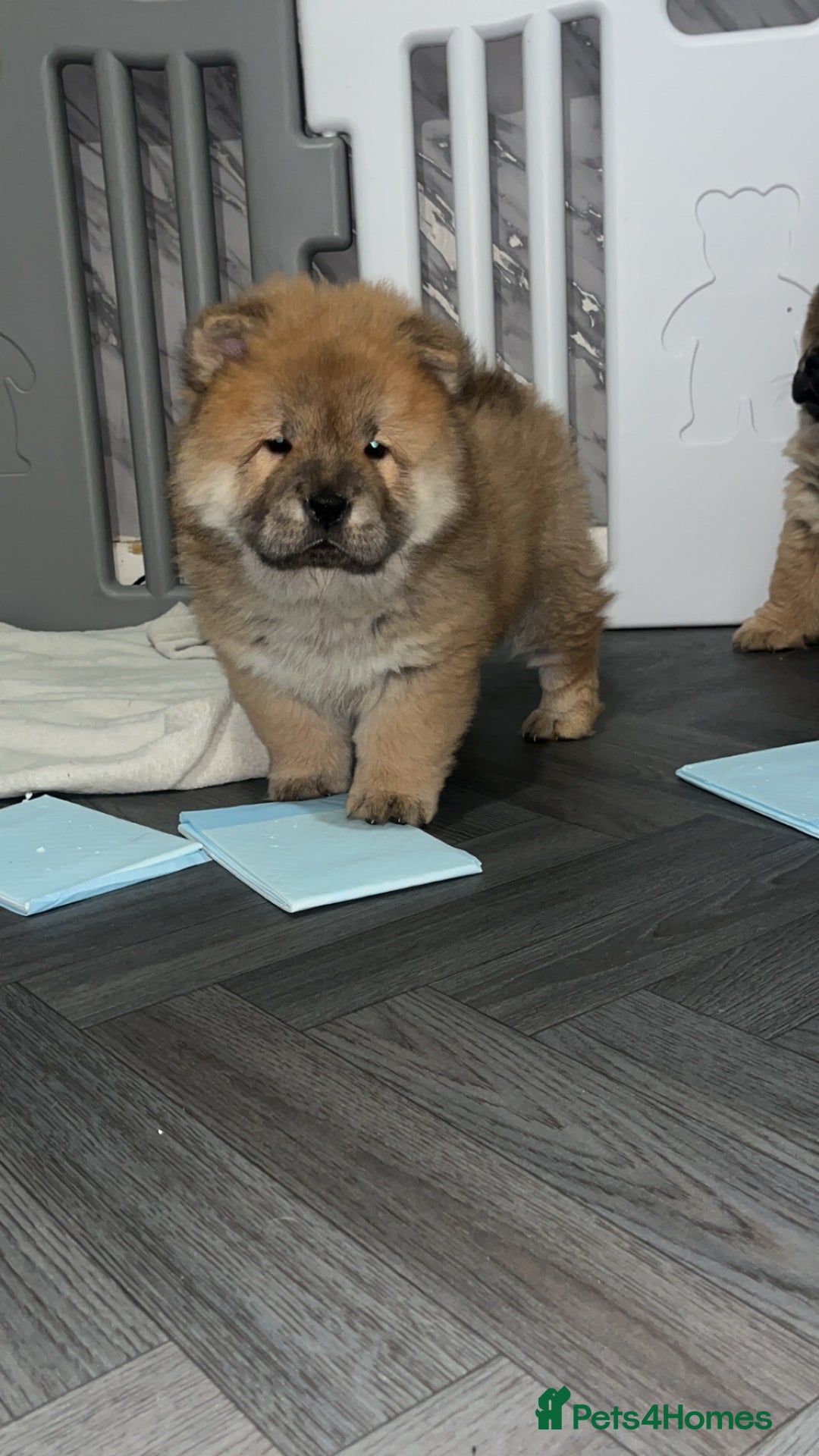 Chow Chow dogs for sale: 2 stunning chow chow girls  - Advert 4