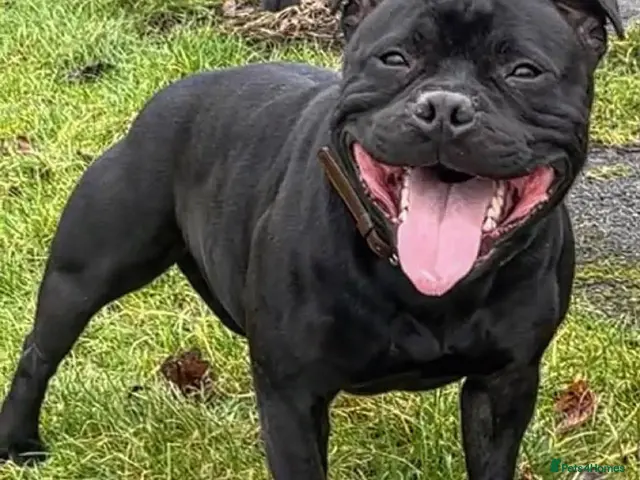 Staffordshire Bull Terrier dogs for sale: KC REG KASSIUS PUPS - Advert 1