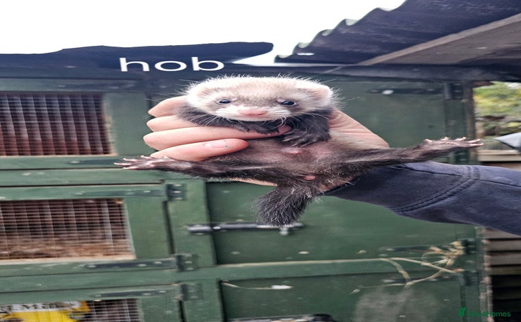 Ferret rodents - Advert 2