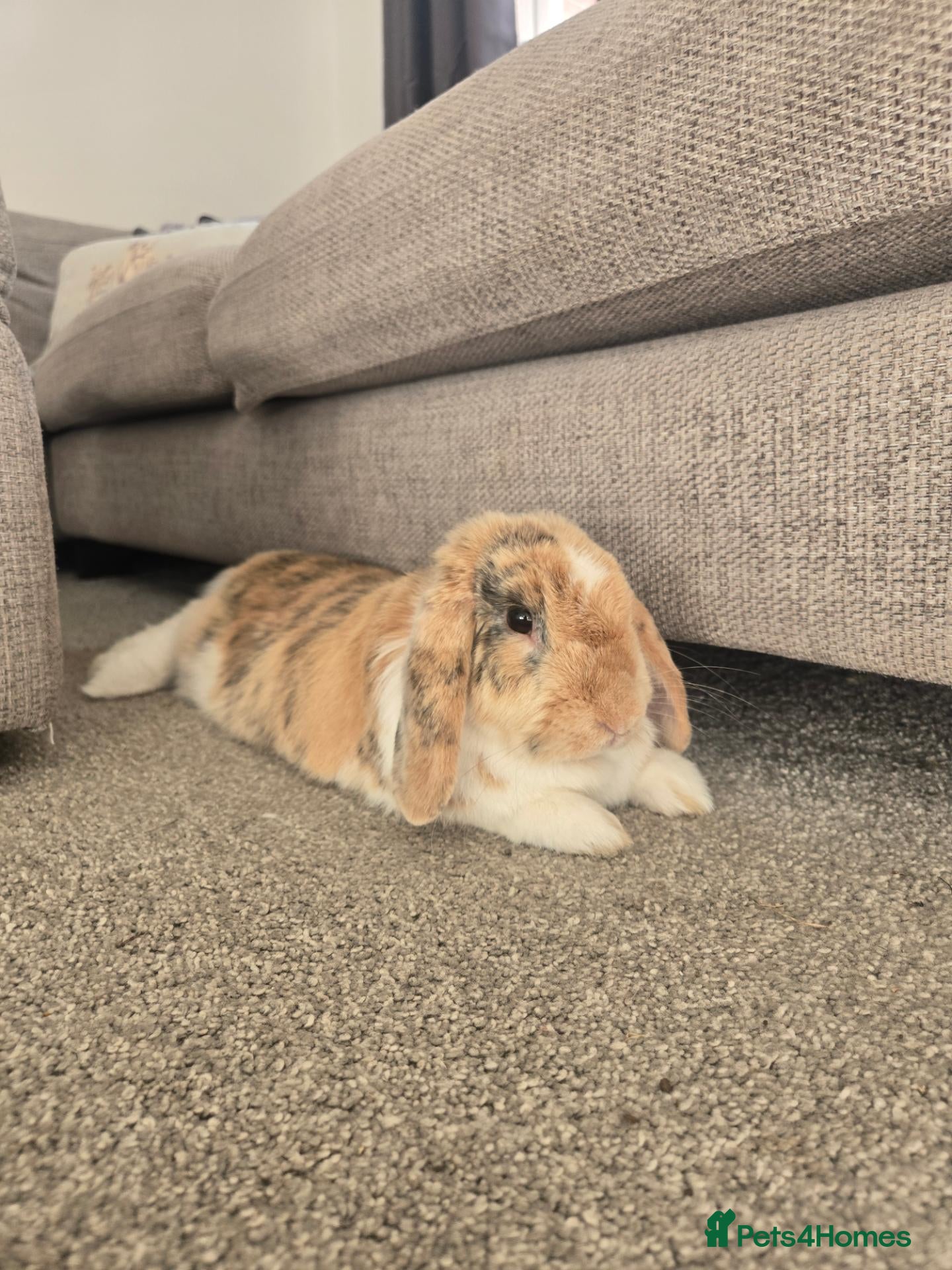 Dwarf Lop rabbits Bonded pair rabbits - Advert 5