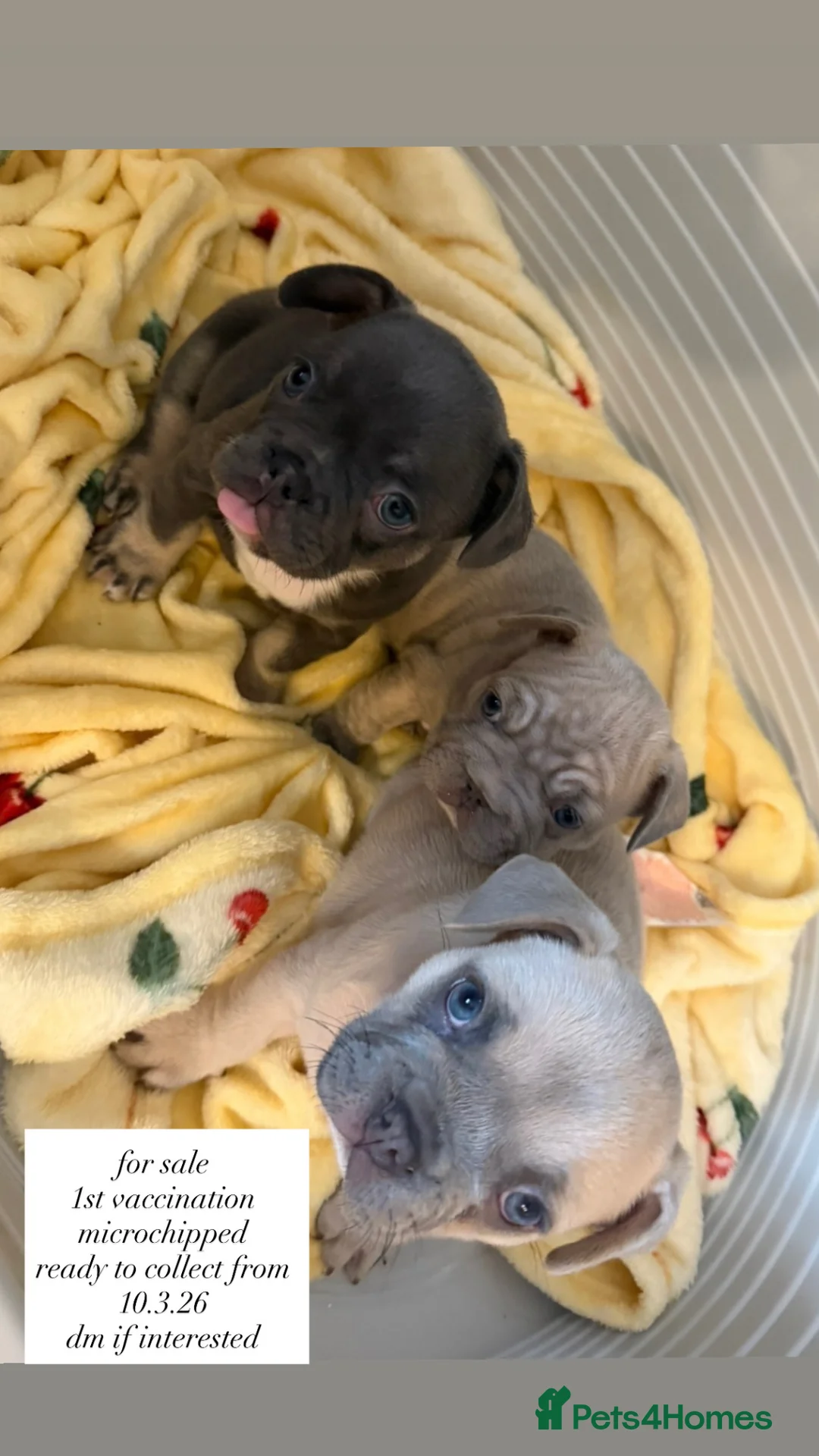 French Bulldog dogs for sale: loving french bulldog puppies - Advert 2