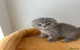 Scottish Fold cats for sale: 🦉 TOP QUALITY TICA REG SCOTTISH FOLD🦉 - Image 3