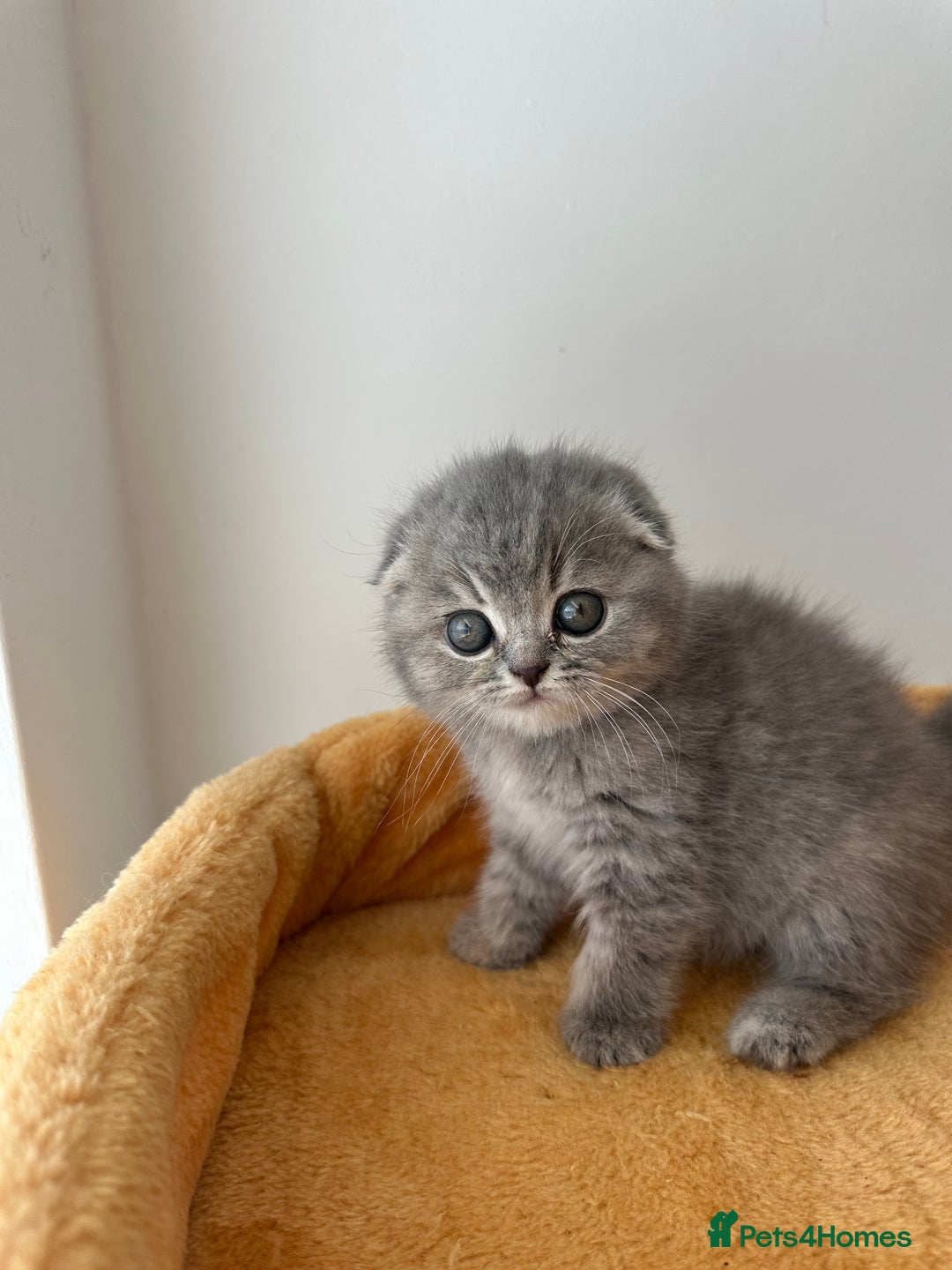 Scottish Fold cats for sale: 🦉 TOP QUALITY TICA REG SCOTTISH FOLD🦉 - Image 3