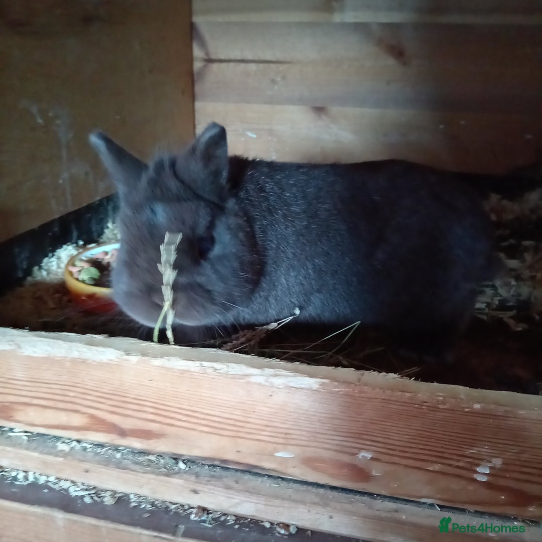 Netherland Dwarf rabbits for sale: Netherland dwarf females and males - Image 7