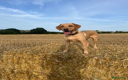 Mixed Breed dogs for sale: Gorgeous sprockador puppies for sale  - Image 4