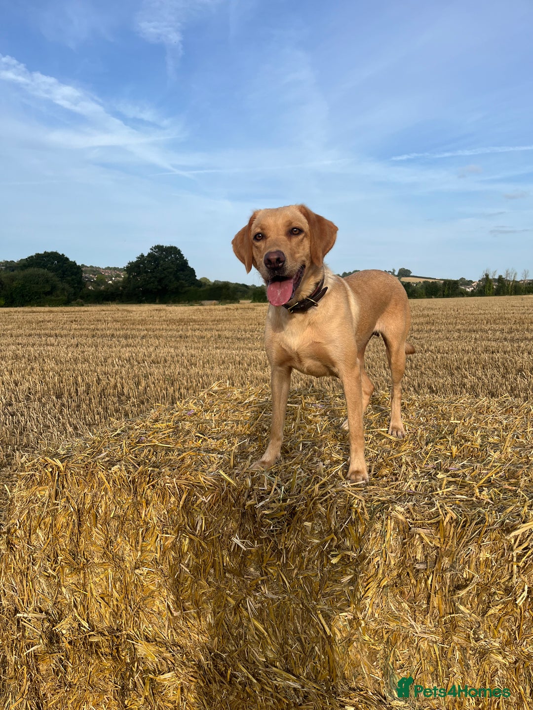 Mixed Breed dogs for sale: Gorgeous sprockador puppies for sale  - Image 4