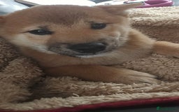 Japanese Shiba Inu dogs for sale: Stunning Shibas  in Llanybydder - Image 3
