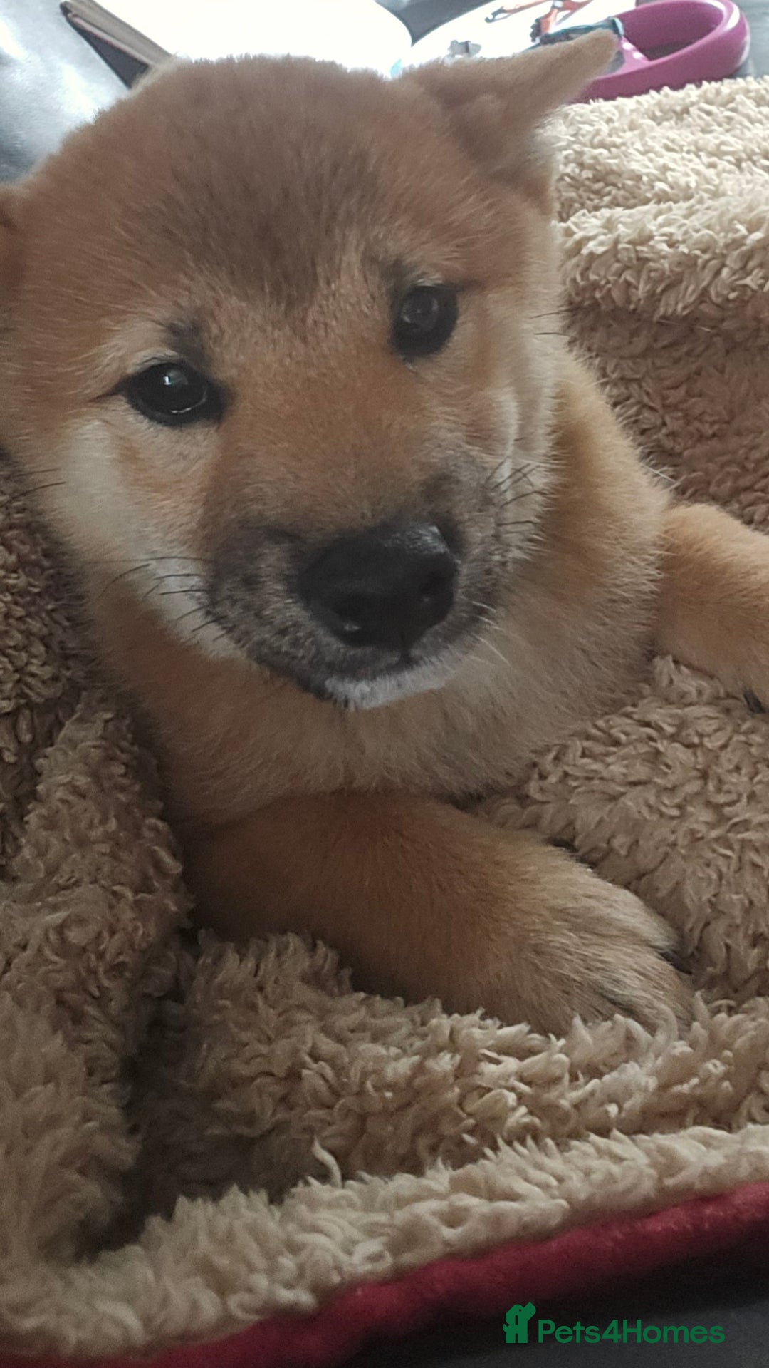 Japanese Shiba Inu dogs for sale: Stunning Shibas  in Llanybydder - Image 3