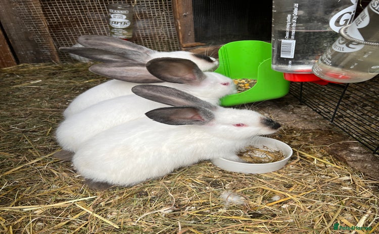 Continental Giant rabbits - Advert 1