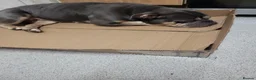 Mixed Breed dogs for sale: Puppy for sale - Advert 2