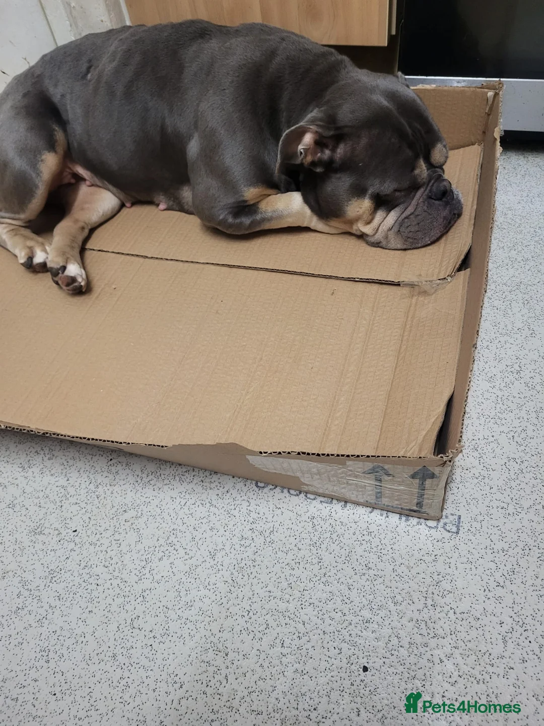 Mixed Breed dogs for sale: Puppy for sale - Advert 2