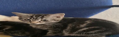 Domestic Shorthair 2