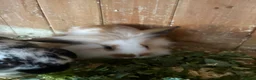 Mini Lop rabbits for sale: Baby mini lop rabbits - Advert 7