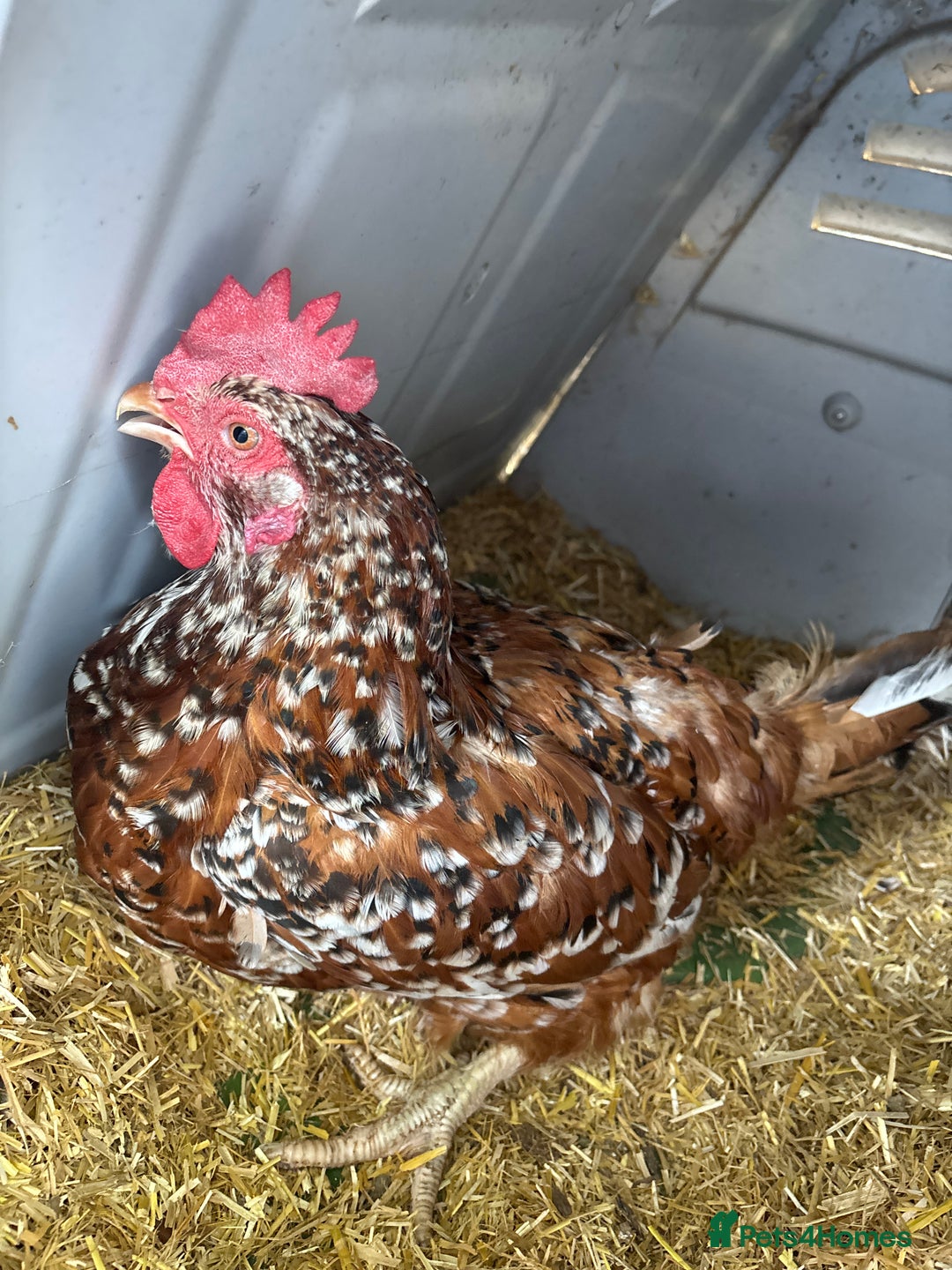Chickens poultry for sale: Two hybrid hens and silkie rooster  - Image 3