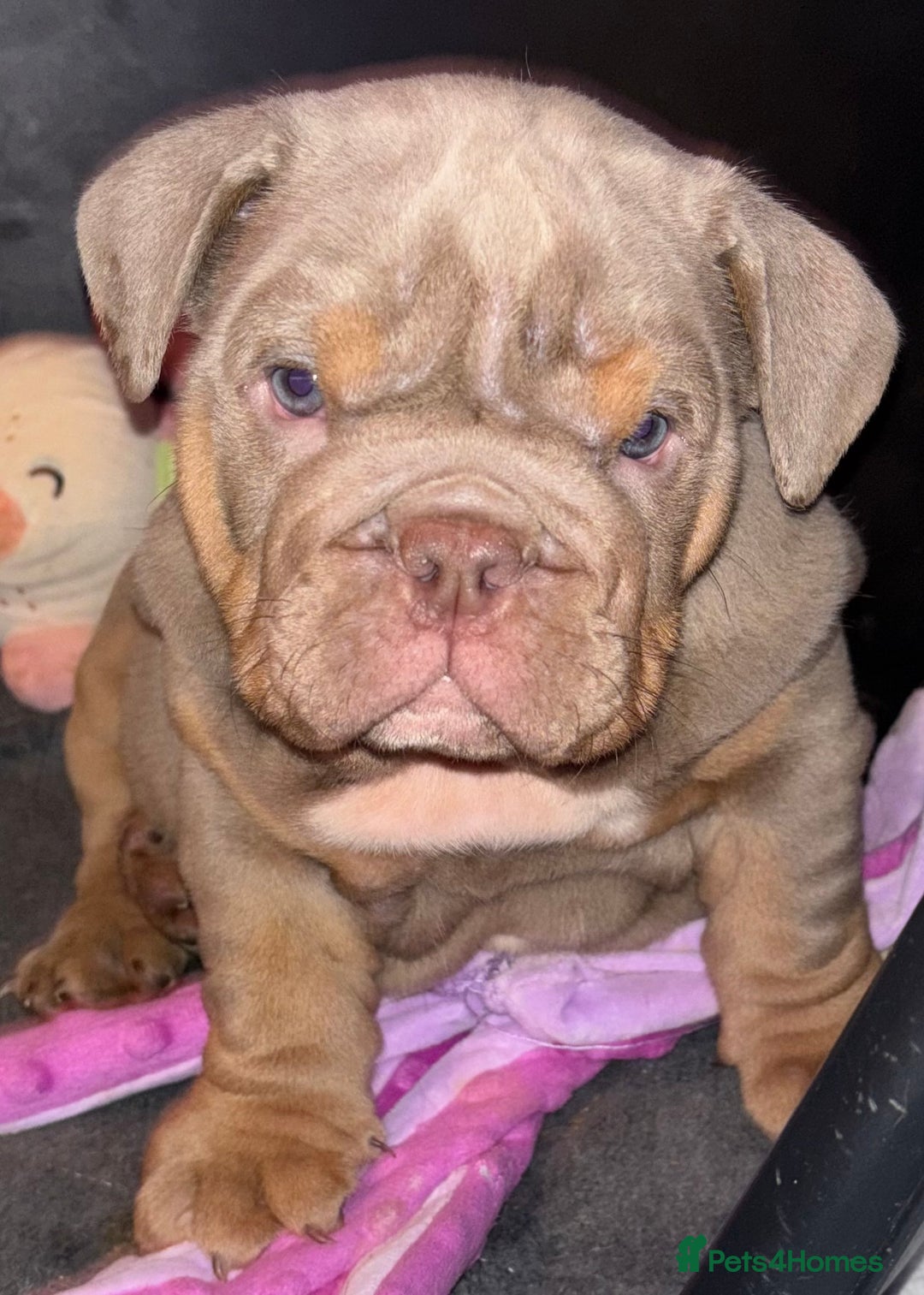 English Bulldog dogs for sale: 2 English bulldog 'lilac' puppies READY 8TH DEC 25 - Advert 31