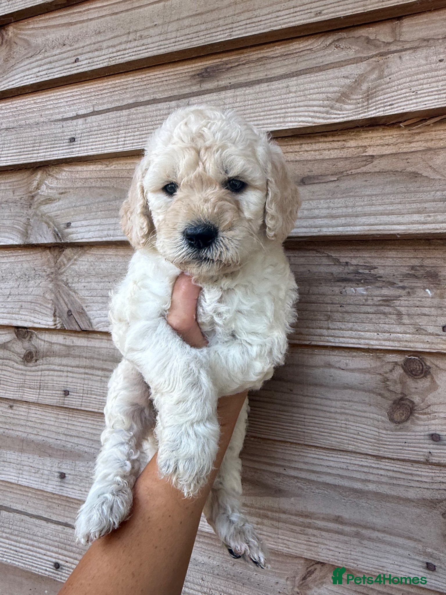 Goldendoodle dogs Goldendoodle puppies for sale  - Advert 1