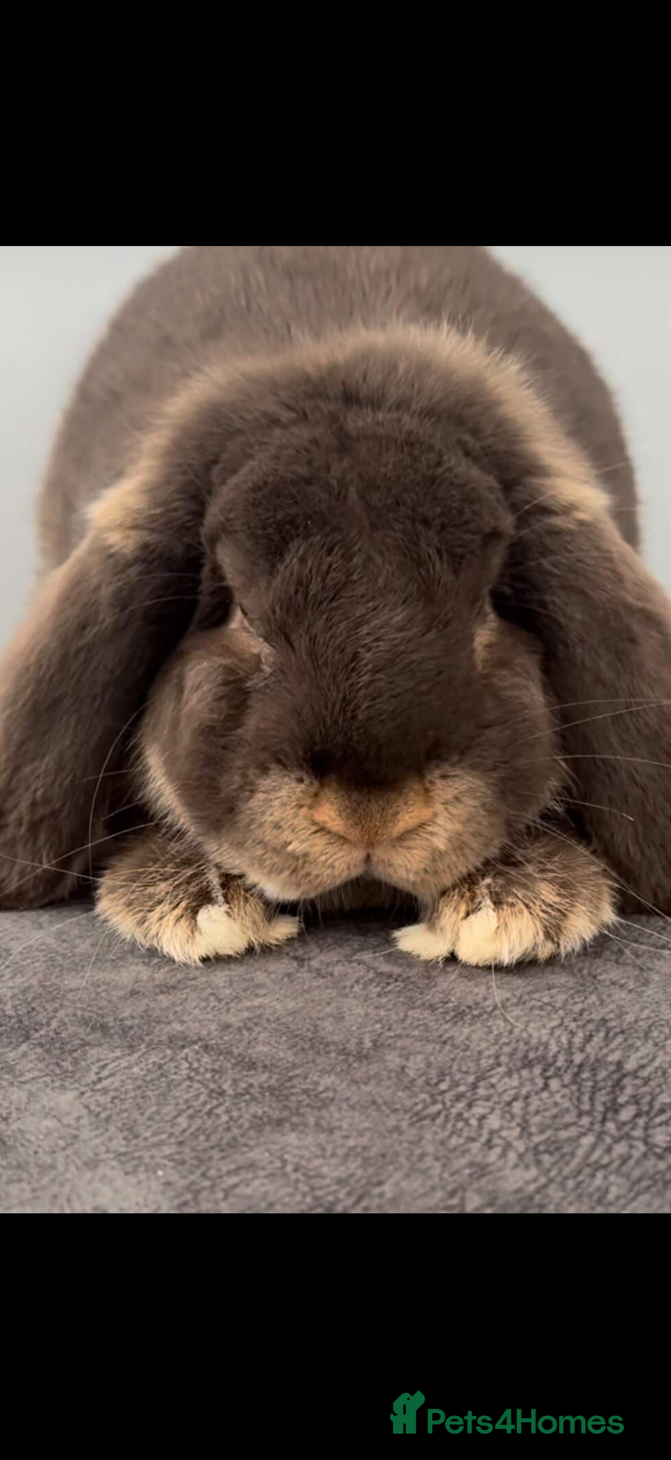 French Lop rabbits Stunning pure bred French lop babies  - Advert 2