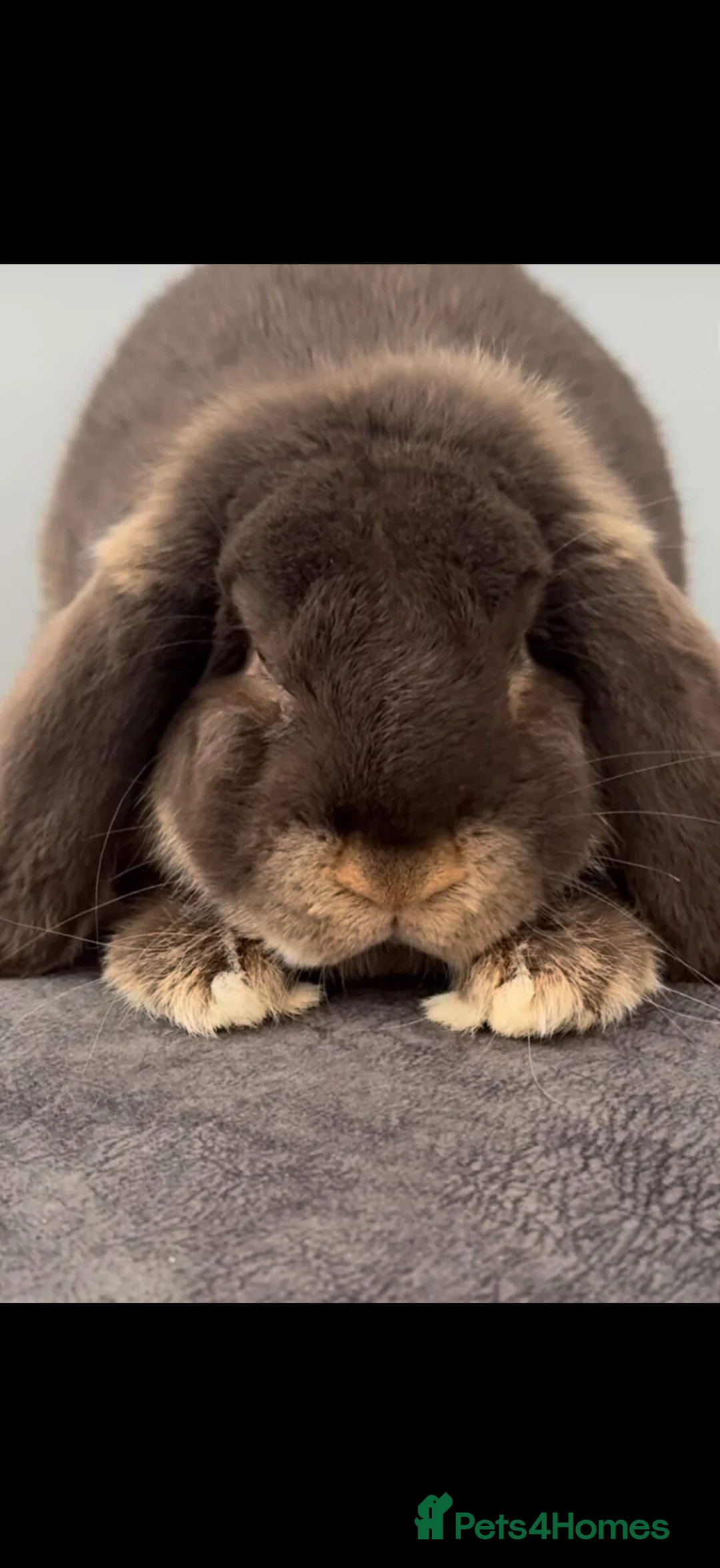 French Lop rabbits for sale: Can leave now Stunning pure bred French lops  - Advert 2