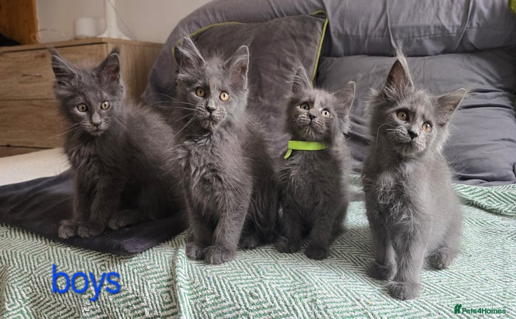 Maine Coon cats - Advert 16
