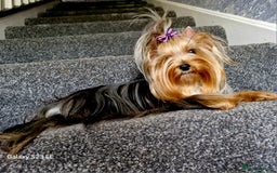 Yorkshire Terrier dogs for sale: Blue Merle& Black  - Image 3