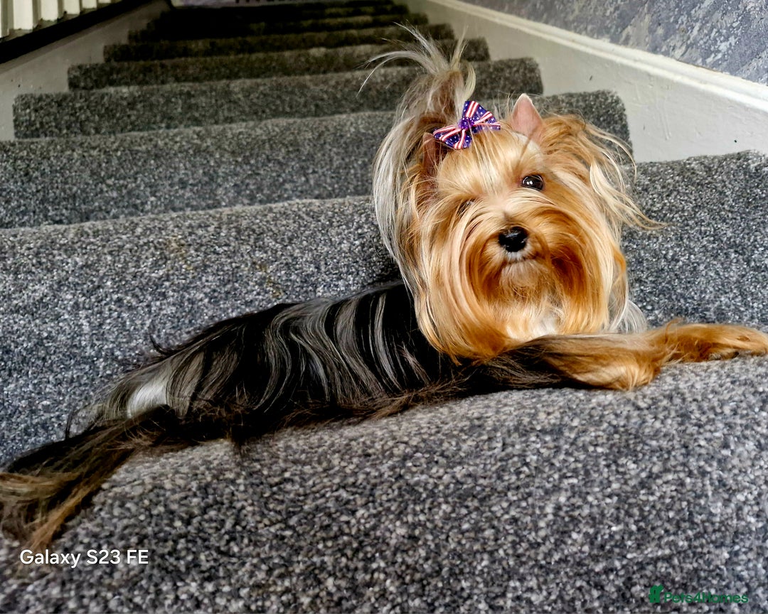 Yorkshire Terrier dogs for sale: Blue Merle& Black  - Image 3