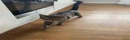 Mixed Breed cats for sale: Beautiful Silver & Black Tabby Cat - Advert 3