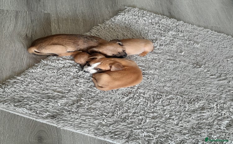 Mixed Breed dogs - Advert 14