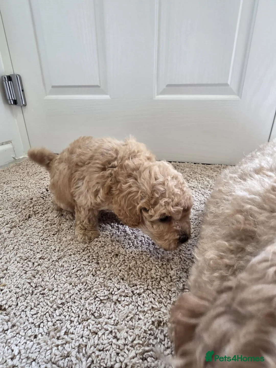 Toy Poodle dogs for sale: Stunning Red Toy Poodle Girl - Advert 2