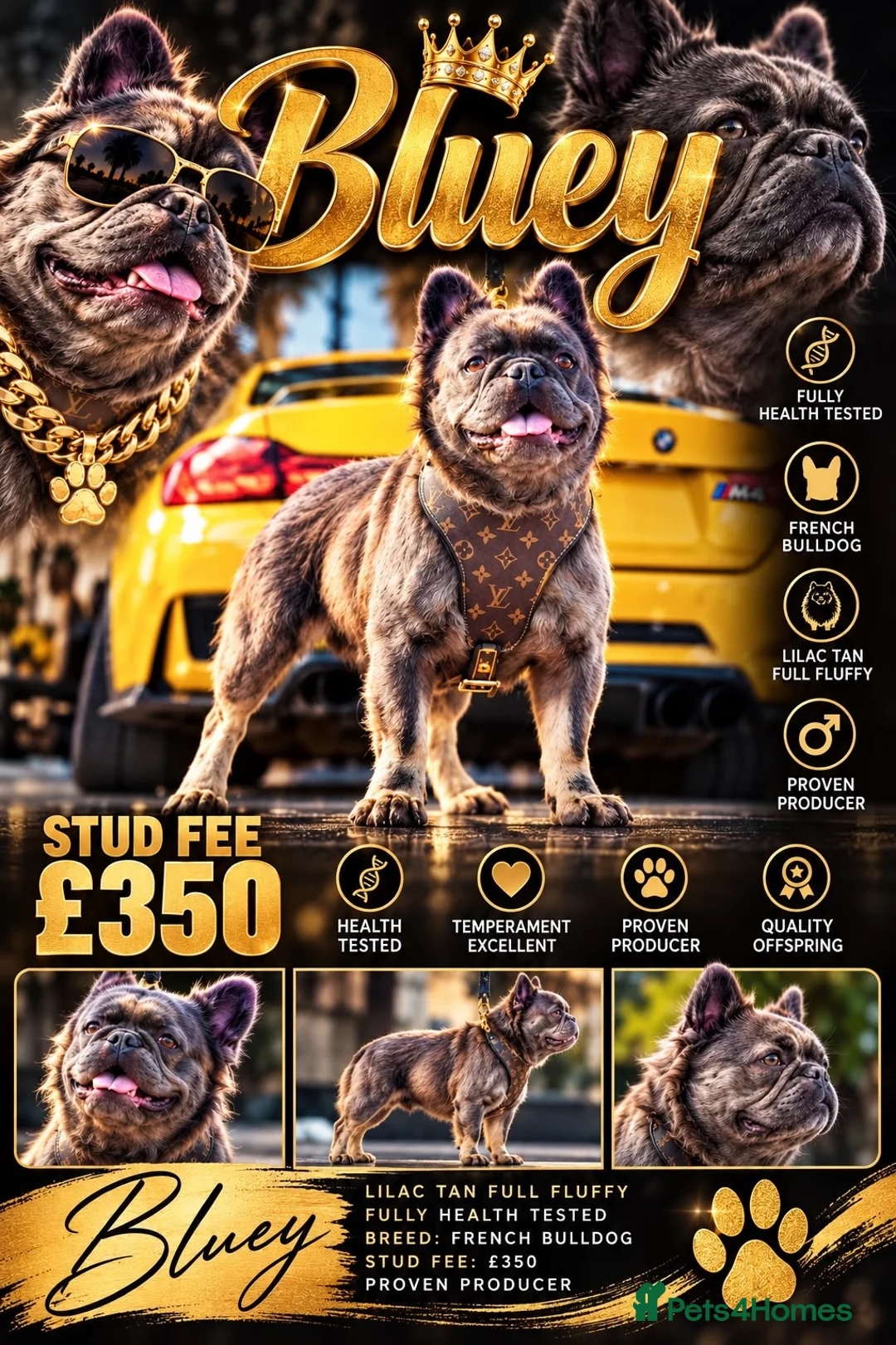 French Bulldog dogs for stud: 🧸🧸Full fluffy French bulldog🧸🧸 - Advert 1