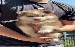 Pomsky dogs for sale: Champion bloodline f4 pomskys - Image 7