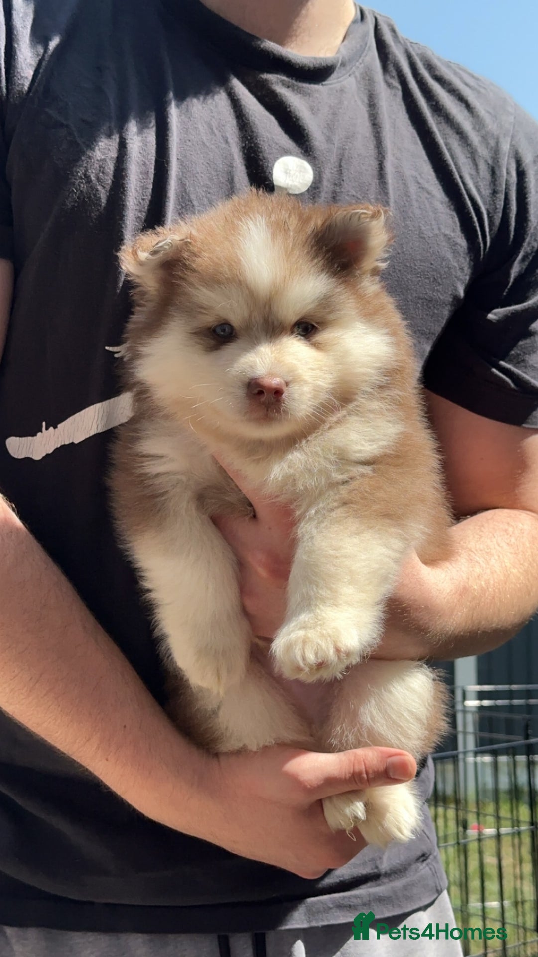 Pomsky dogs for sale: Champion bloodline f4 pomskys - Image 7