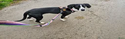 Pointer dogs for sale: 18 month old pointer - Advert 6
