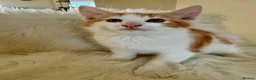 Maine Coon cats for sale: 🐾 Five Beautiful Maine Coon Cross Kittens - Advert 5