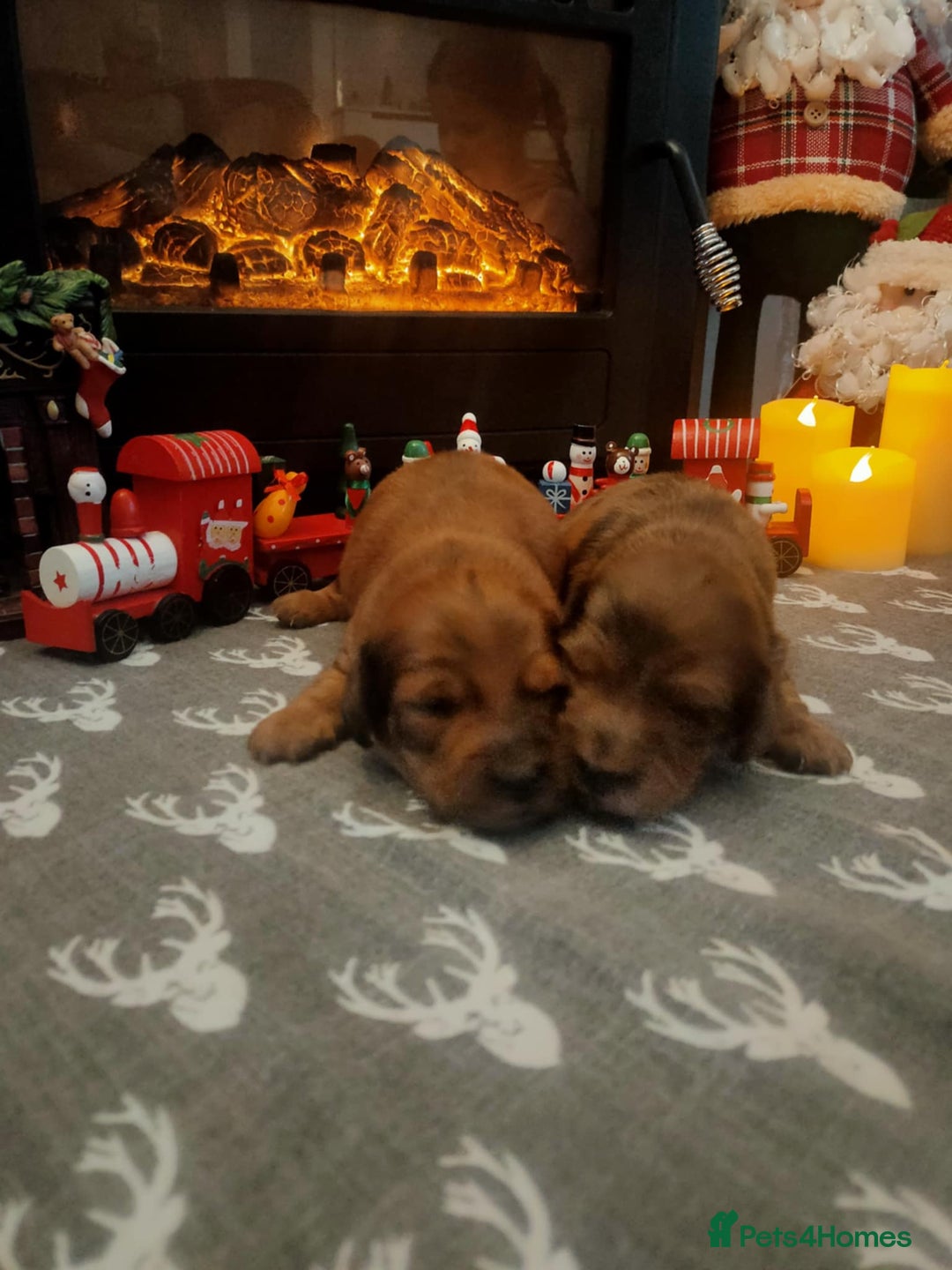 Miniature Dachshund dogs for sale: Miniature long haired daschunds  - Advert 7