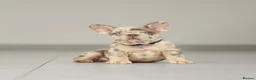 French Bulldog dogs for sale: !! REDUCED !! Beautiful KC Frenchie Puppies  - Advert 3