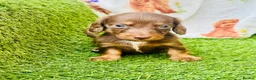Miniature Dachshund dogs for sale: Long haired miniature dachshund girls - Advert 10
