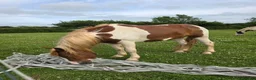 Paint horses for sale: ❤️ Goonie-cracking red and white cob gelding ❤️ in Tiverton - Advert 6