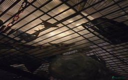 Sugar Glider rodents for sale: Twin Sugar Gliders  - Image 4