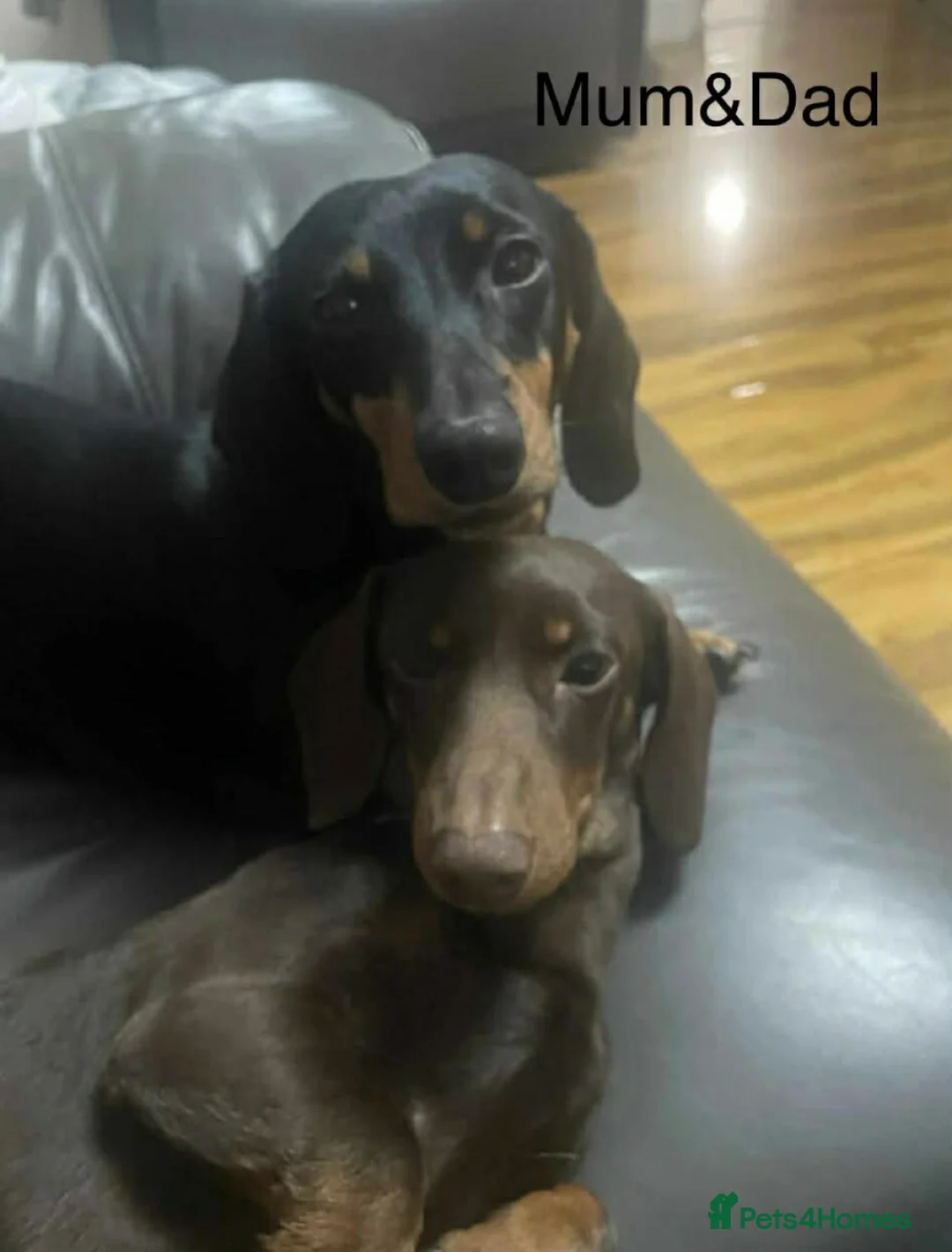 Dachshund dogs for sale: 10 wk old boy - Advert 2