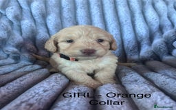 Cockapoo dogs for sale: GORGEOUS LITTER OF COCKAPOO’S - Advert 6