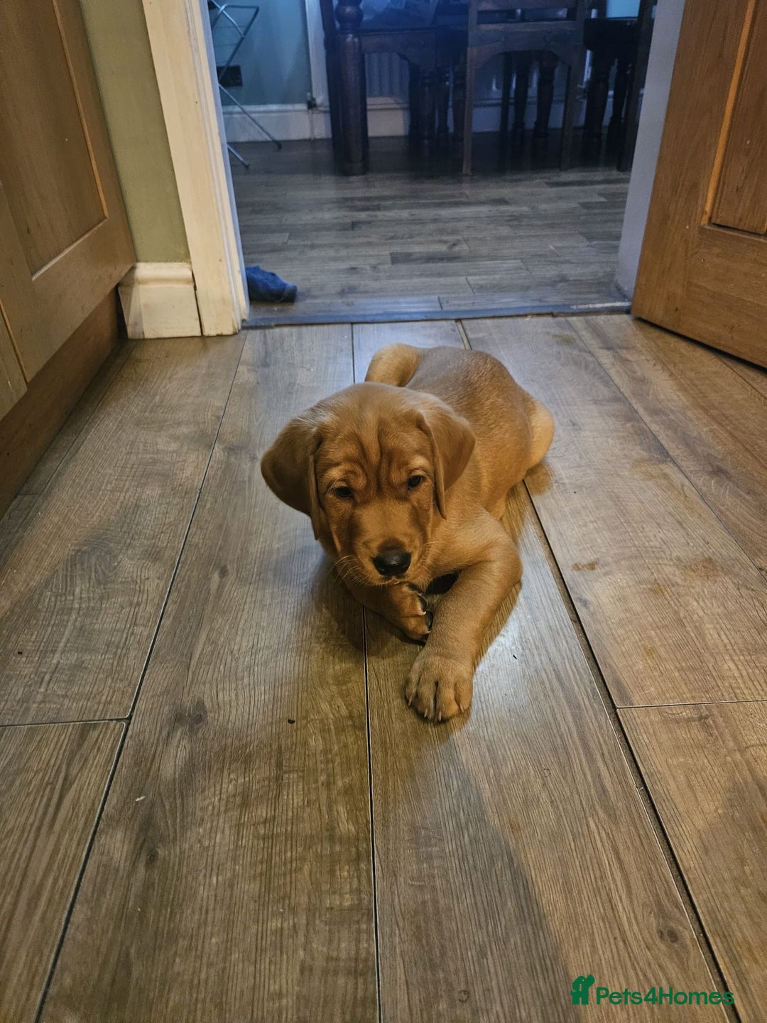 Goldador dogs for sale: Fox red lab x fox red retriever pups READY NOW - Image 23